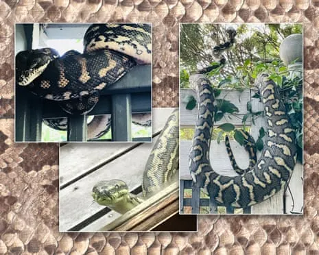Accepting my Reptiles in the Overhead Space: A Journey from Anxiety to Respect