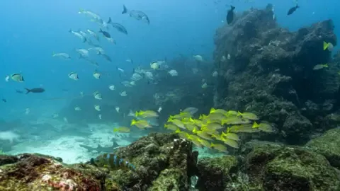 Crucial Oceans Agreement Hits Vital Milestone to Become Law